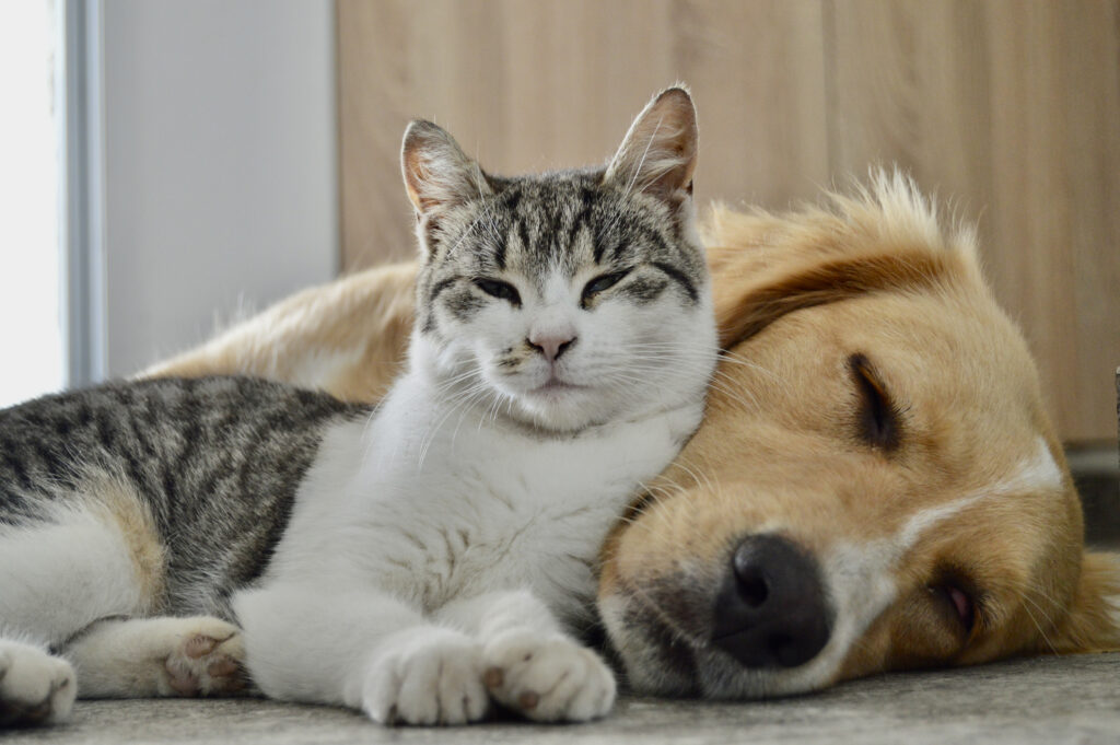 Senior Pet Adoption for Older Adults | Sodalis Living
